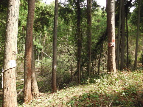 参拝・歩行記録の写真